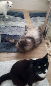 Amira, Aslan und Loona